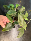 Hoya Wilbergiae hanging basket