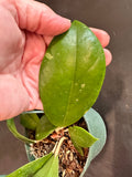 Hoya Juannguoana in hanging basket