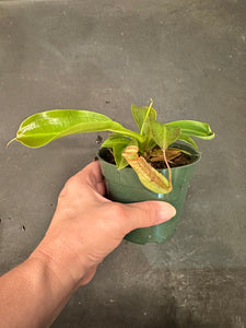 Nepenthes Miranda aka Carnivorous Pitcher Plant
