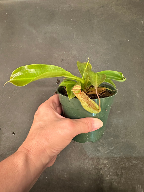 Nepenthes Miranda aka Carnivorous Pitcher Plant
