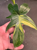 Philodendron Pedatum Variegated