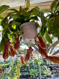 hanging carnivorous plants Nepenthes Gaya aka Carnivorous Pitcher Plant 6” hanging basket – Christine's Tropical & Exotic Plants