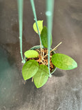 Hoya Wilbergiae (Hanging Basket)