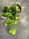 Hoya Pentaphlebia (Hanging Basket)