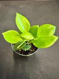 Hoya Diptera