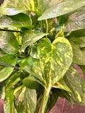 Golden Pothos (Epipremnum Aureum "Golden") aka Hawaiin Pothos in 8" hanging basket