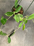 Hoya Pottsii Kuranda (hanging basket)