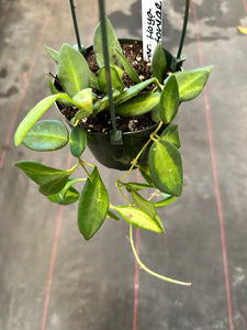 Hoya Burtoniae variegated aff.