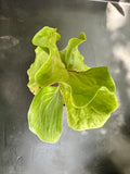 Elephantotis Staghorn Fern aka Platycerium elephantotis