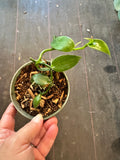 Vanilla Planifolia aka Vanilla Bean Orchid