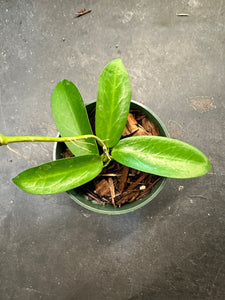 Hoya White Dragon pubicorrolla