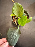 Kaempferia pulchra aka Peacock Ginger