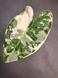 Alocasia Variegated Frydek