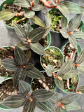 Ludisia Discolor AKA Red Jewel Orchid