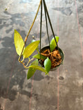 Hoya Revoluta in a Hanging Basket