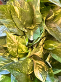 Golden Pothos (Epipremnum Aureum "Golden") aka Hawaiian Pothos