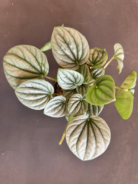 Peperomia Frost