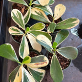 Variegated Clusia aka Autograph Tree