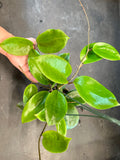 Hoya Surigaoensis (Hanging Basket)