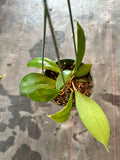 Hoya Juannguoana in hanging basket