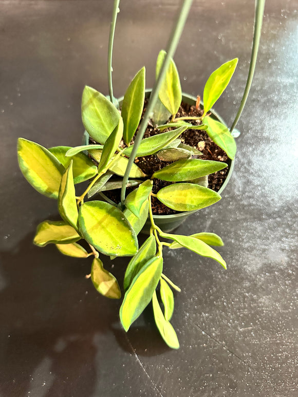 Hoya Burtoniae variegated