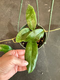 Crassicaulis in hanging basket