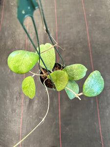 Hoya Michele (Hanging Basket)