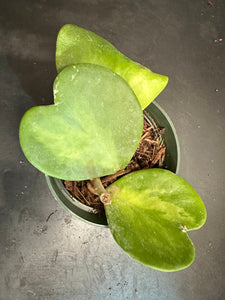 Hoya Kerrii "inner variegated”