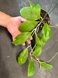 Hoya Juannguoana in hanging basket