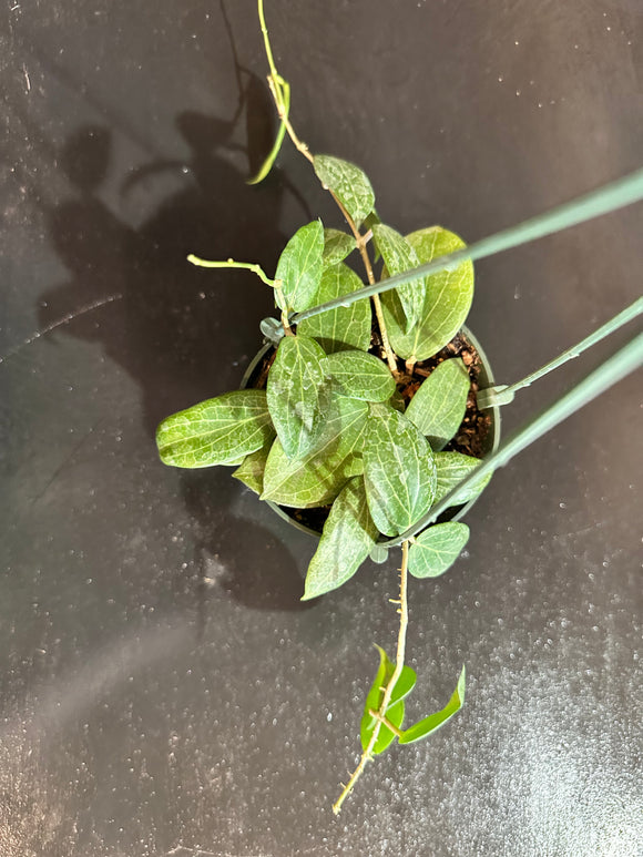 Hoya Fitchii (Hanging Basket)