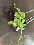 Hoya Fitchii (Hanging Basket)
