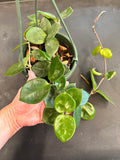 Hoya Carnosa ‘Chelsea’ hanging basket