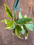 Hoya Monetteae (hanging basket)