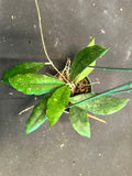Hoya EPC 207 (hanging basket)