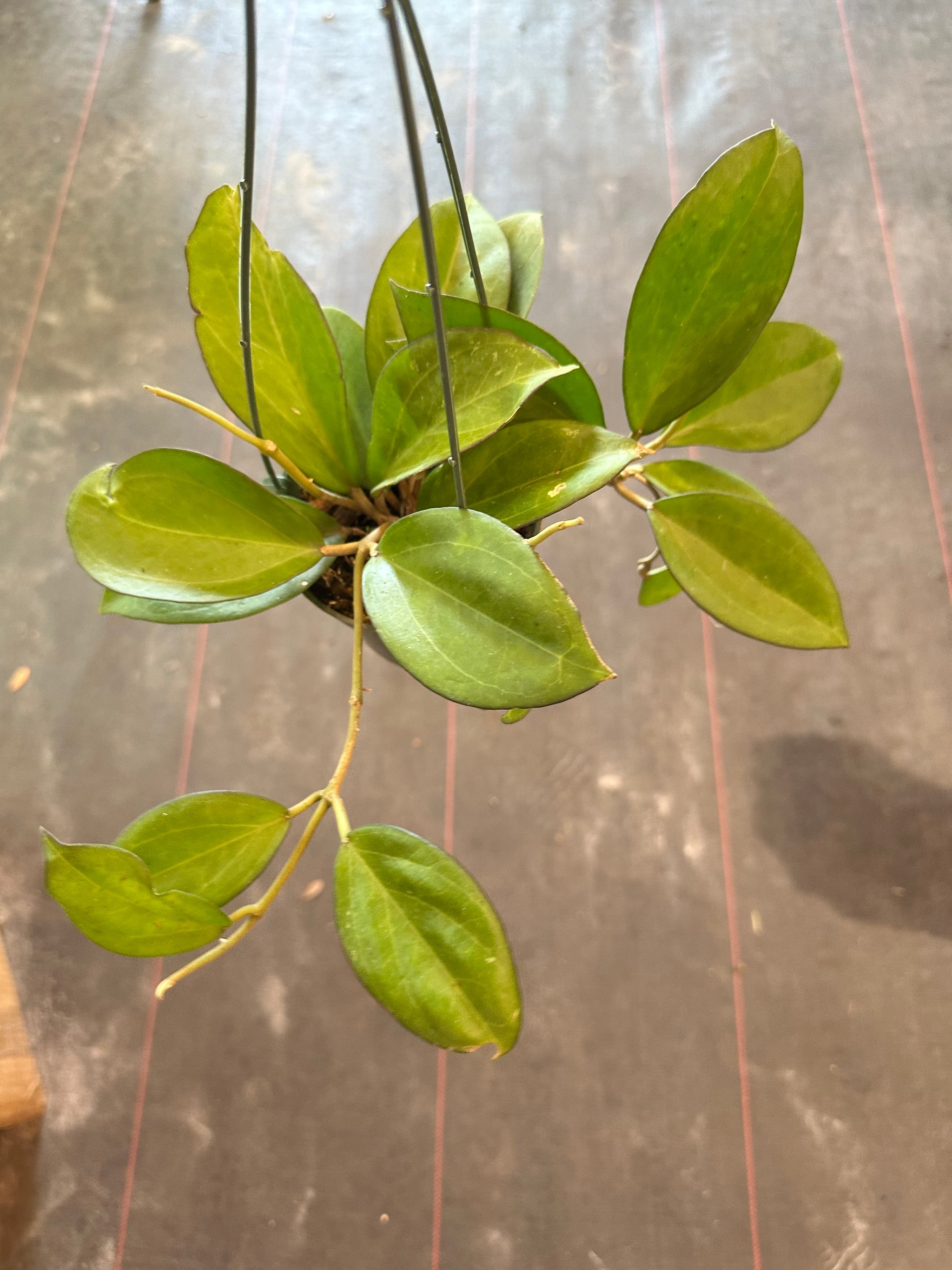Hoya Icensis aka Patcharawalai 023 hanging basket – Christine's