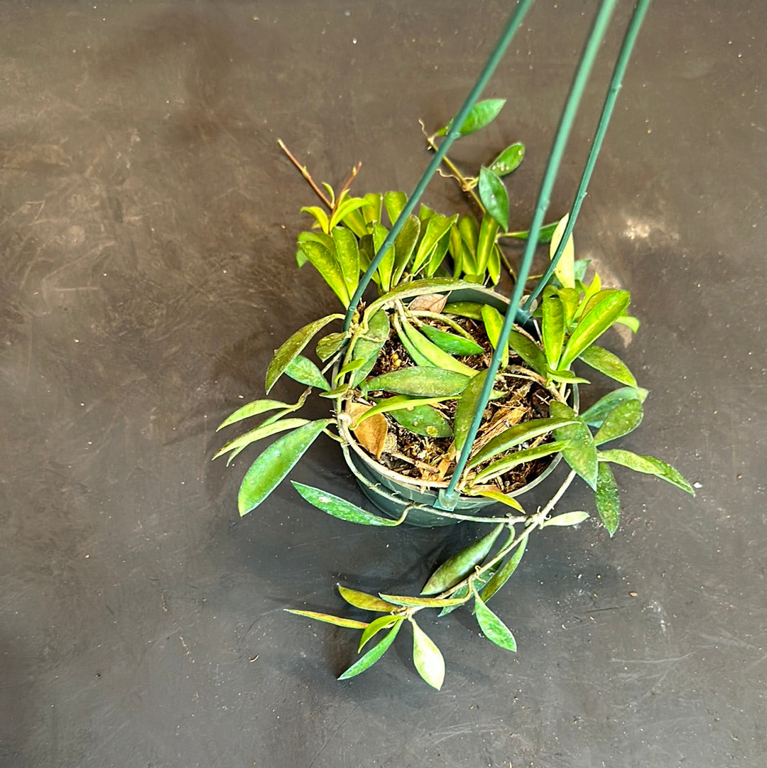 Hoya Mini Kentiana 'EPC 319' (hanging basket) – Christine's