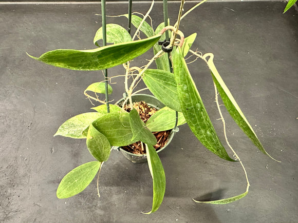 Hoya Persicina (Hanging Basket)