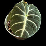 Alocasia ‘Black Velvet’ aka Alocasia 'Reginula'