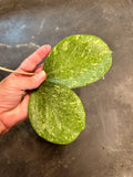 Hoya Michele (hanging basket)