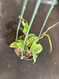 Hoya Fitchii (Hanging Basket)