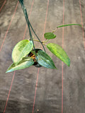 Hoya Clandestina (hanging basket)