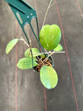 Hoya Michele (Hanging Basket)