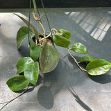 Hoya Surigaoensis (Hanging Basket)