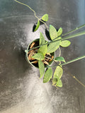 Hoya Wilbergiae (Hanging Basket)