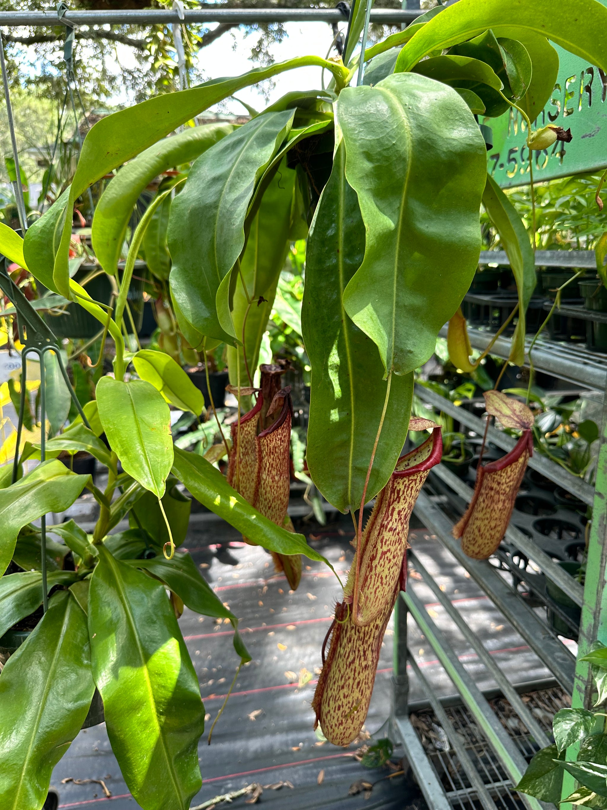 miranda house plant Nepenthes Miranda aka Carnivorous Pitcher Plant in a 8