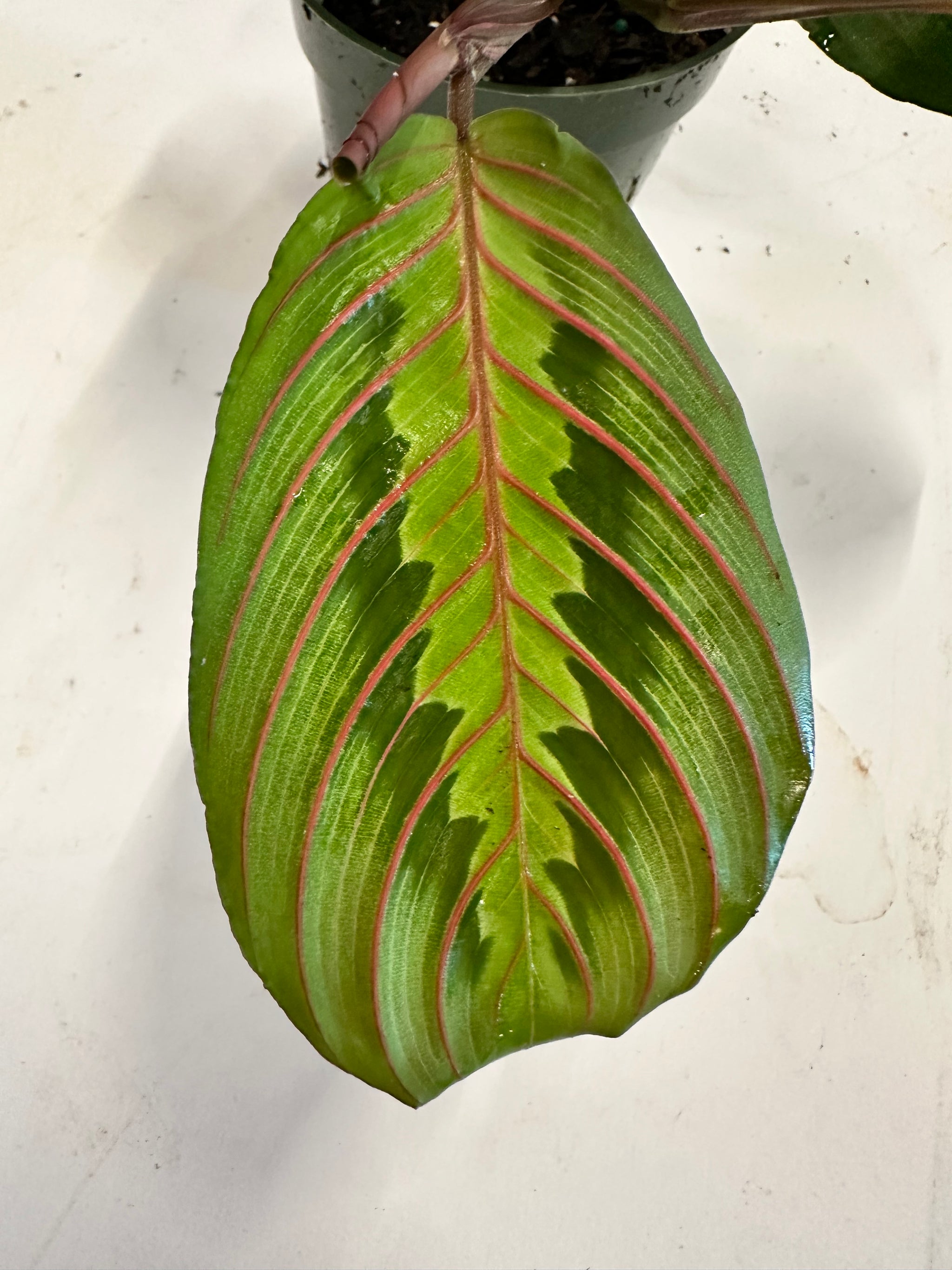 red mantra prayer plant Red Maranta aka Red Prayer Plant – Christine's Tropical & Exotic Plants