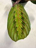 Red Maranta aka Red Prayer Plant