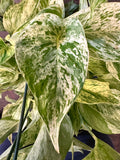 Snow Queen Pothos in 8” hanging basket