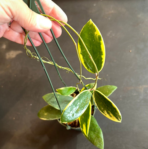 Hoya Verticillata/Parasitica ‘white margins’ (hanging basket)