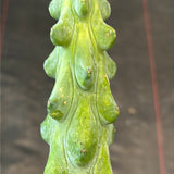Myrtillocactus geometrizans 'Fukurokuryuzinboku' aka Boobie (booby) Cactus
